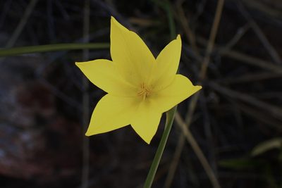 Bobartia aphylla, photographed by Di Turner