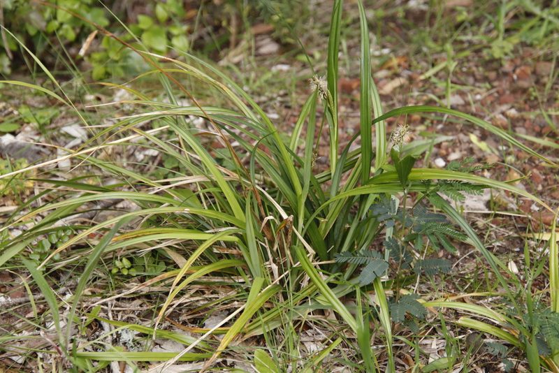 Carex aethiopica, photographed by Tony Rebelo