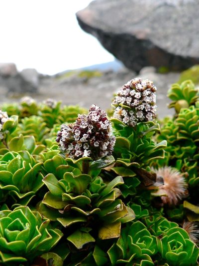Valeriana alypifolia, photographed by Fabien Anthelme