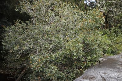 Elaeodendron schinoides, photographed by Tony Rebelo