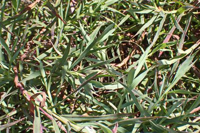 Cliffortia graminea, photographed by Di Turner