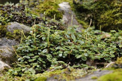 Peperomia retusa, photographed by Tony Rebelo