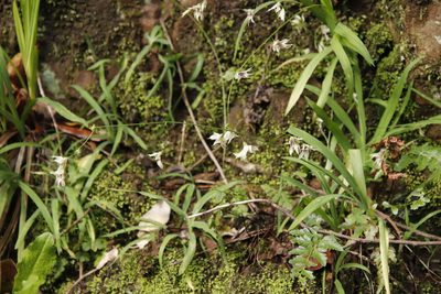 Melasphaerula graminea, photographed by Tony Rebelo