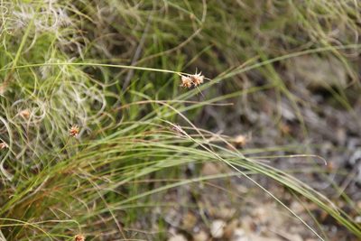 Ficinia nigrescens, photographed by Tony Rebelo