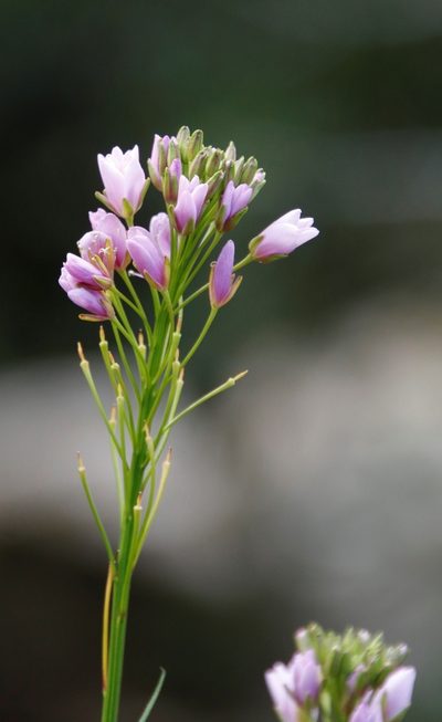 Heliophila callosa, photographed by Tony Rebelo