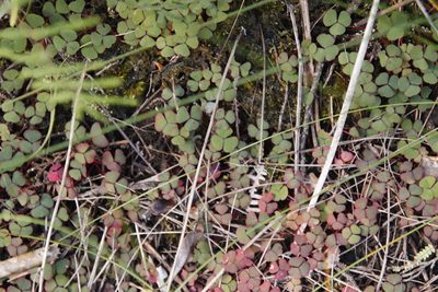 Oxalis commutata, photographed by Tony Rebelo