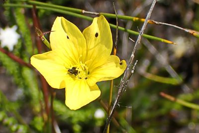 Linum africanum, photographed by Di Turner