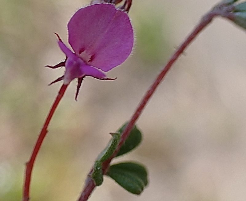 Indigofera outeniquensis, photographed by Di Turner