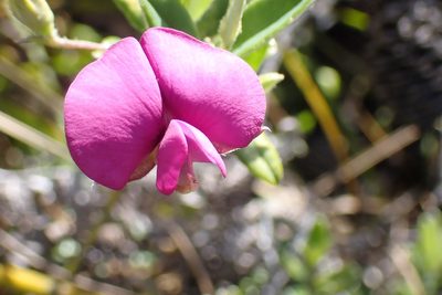Podalyria buxifolia, photographed by Di Turner
