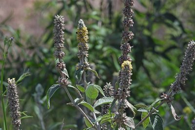 Buddleja stachyoides, photographed by Hugo Hulsberg