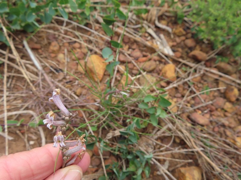 Cyphia phyteuma, photographed by linkie