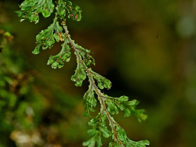 Hymenophyllum okadae, photographed by Jacy Chen