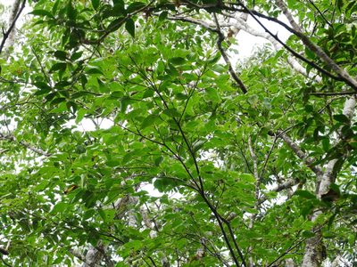Cornus kousa, photographed by Jacy Chen