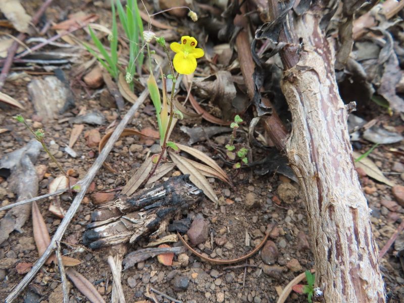 Hemimeris racemosa, photographed by linkie