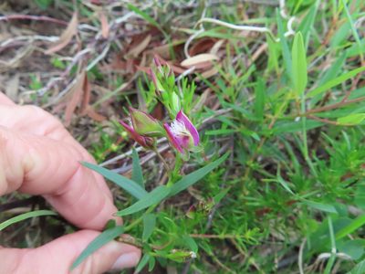 Polygala bracteolata, photographed by linkie