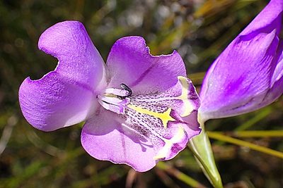 Gladiolus rogersii, photographed by Di Turner