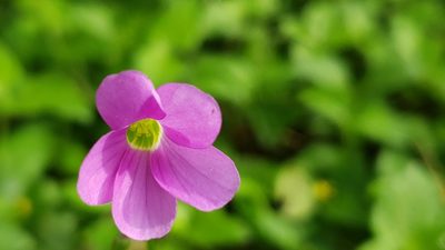 Oxalis drummondii, photographed by Chris Hughes