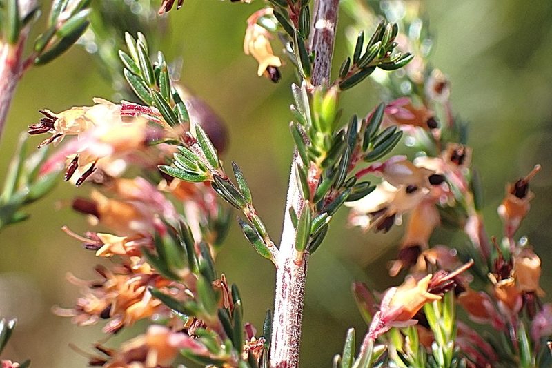 Erica fuscescens, photographed by Di Turner