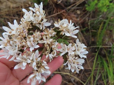 Corymbium villosum, photographed by linkie