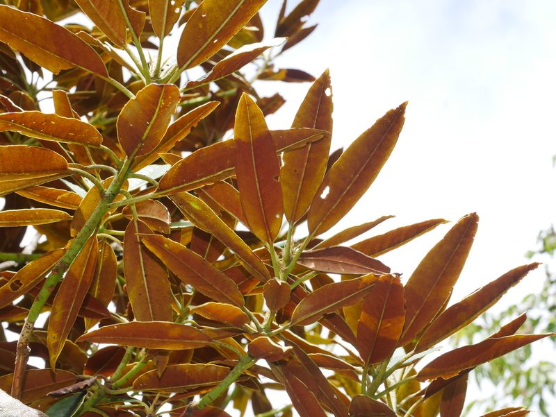 Rhododendron hyperythrum, photographed by Jacy Chen
