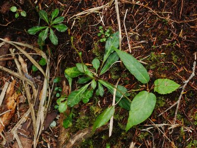 Ainsliaea latifolia, photographed by Jacy Chen