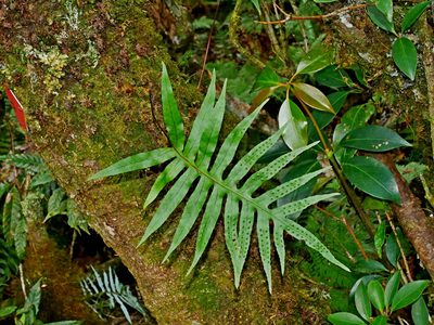 Selliguea echinospora, photographed by Jacy Chen