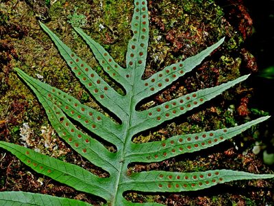 Selliguea echinospora, photographed by Jacy Chen