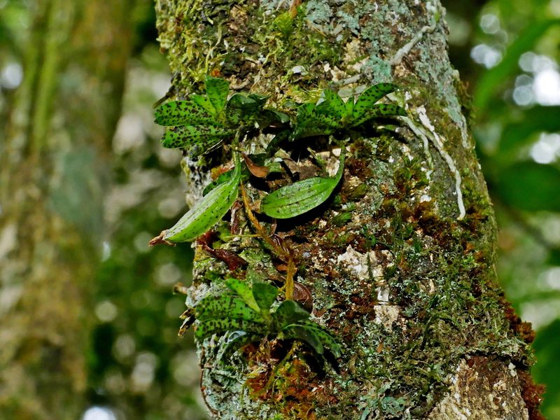 Gastrochilus fuscopunctatus, photographed by Jacy Chen