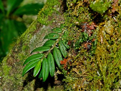 Gastrochilus fuscopunctatus, photographed by Jacy Chen