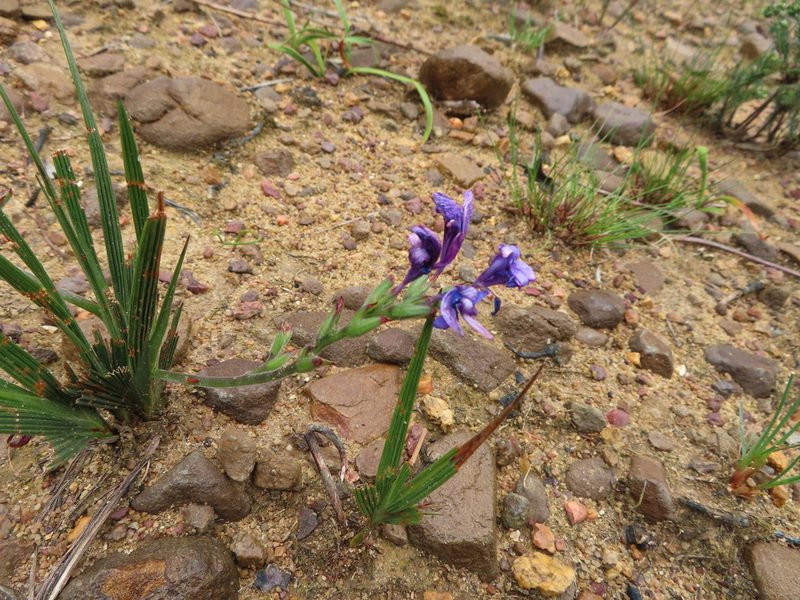 Babiana angustifolia, photographed by linkie