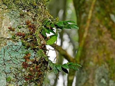 Gastrochilus fuscopunctatus, photographed by Jacy Chen
