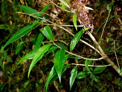 Osmanthus lanceolatus, photographed by Jacy Chen