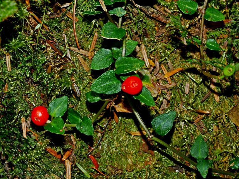 Mitchella undulata, photographed by Jacy Chen