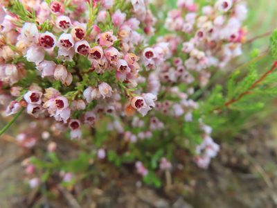 Erica mauritanica, photographed by linkie