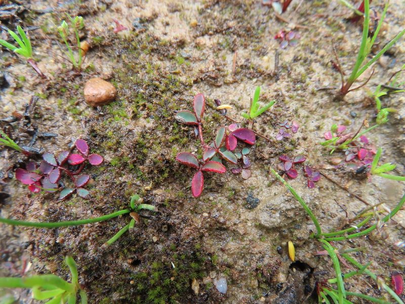 Oxalis minuta, photographed by linkie
