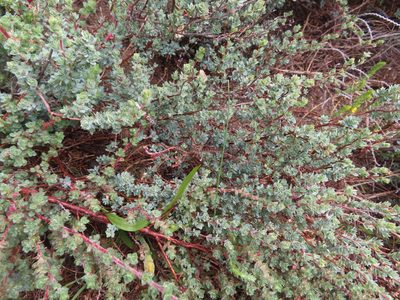 Cliffortia carinata, photographed by linkie