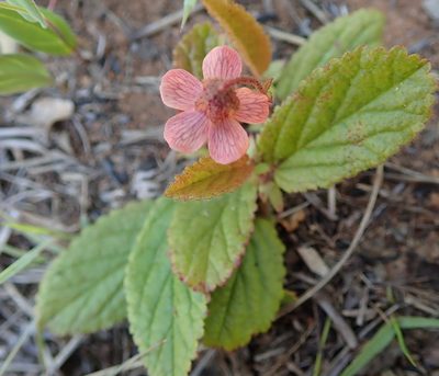 Hermannia woodii, photographed by Peter Warren