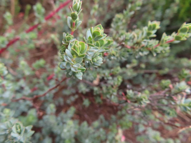Cliffortia carinata, photographed by linkie