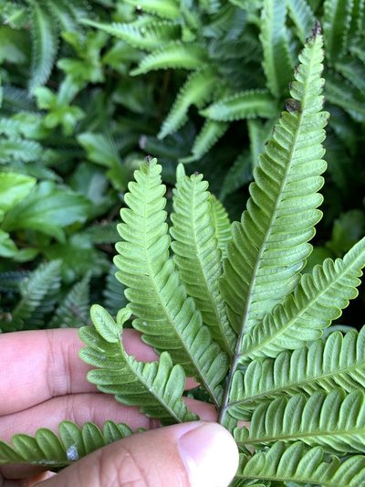 Pteris minor, photographed by 呂一起(Lyu yi-chi)
