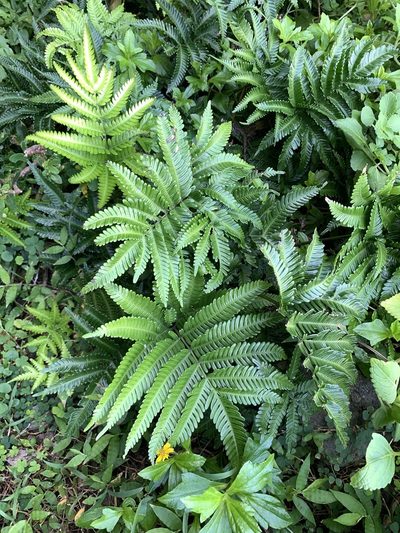 Pteris minor, photographed by 呂一起(Lyu yi-chi)