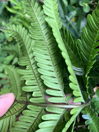 Pteris minor, photographed by 呂一起(Lyu yi-chi)