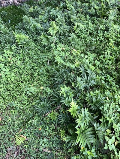 Pteris minor, photographed by 呂一起(Lyu yi-chi)