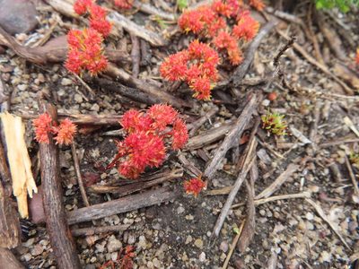 Crassula glomerata, photographed by linkie