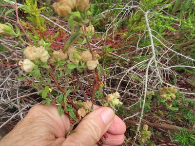 Hermannia hyssopifolia, photographed by linkie