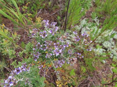 Psoralea hirta, photographed by linkie