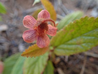Hermannia woodii, photographed by Peter Warren
