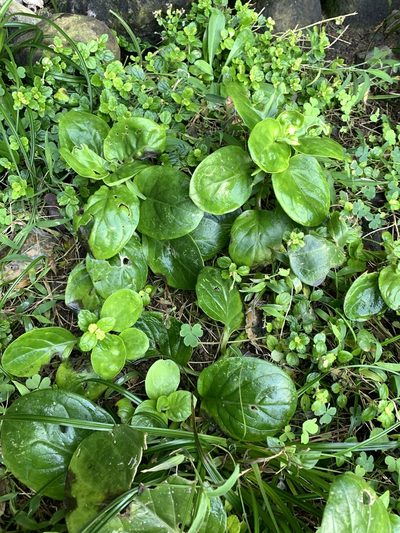Gynura elliptica, photographed by 呂一起(Lyu yi-chi)