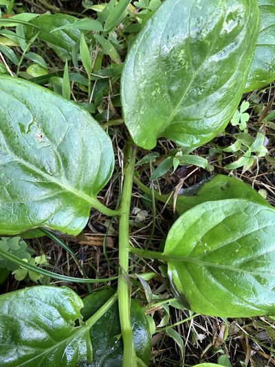 Gynura elliptica, photographed by 呂一起(Lyu yi-chi)