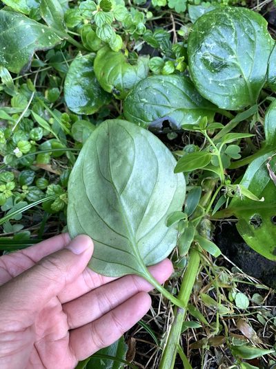 Gynura elliptica, photographed by 呂一起(Lyu yi-chi)