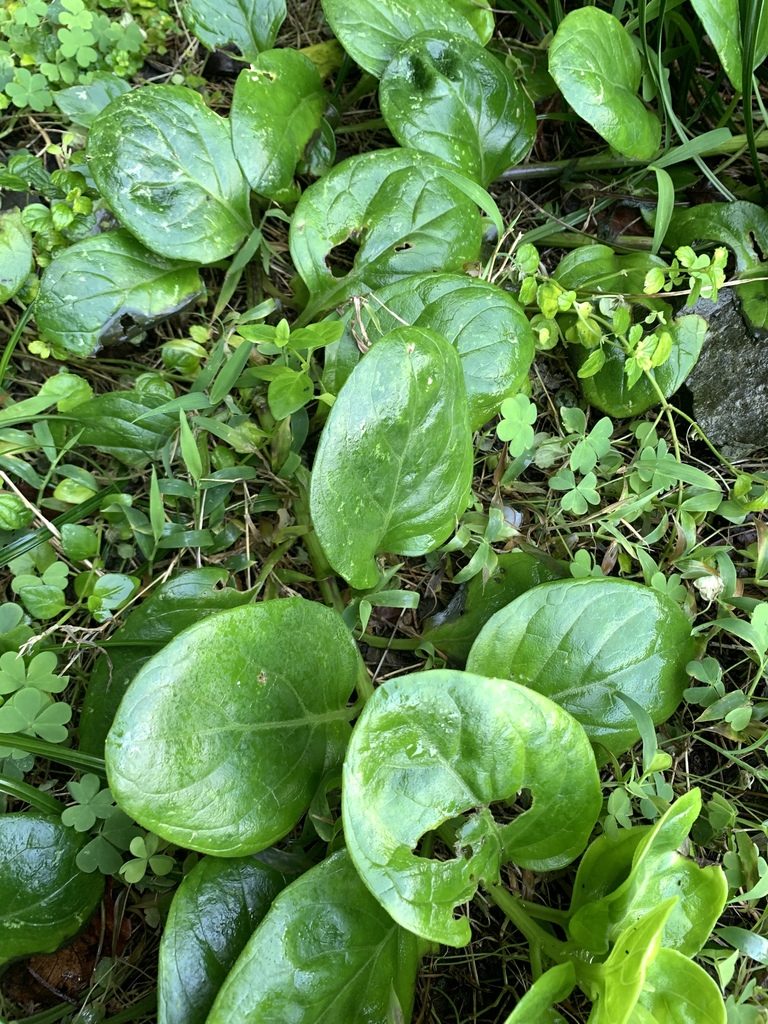 Gynura elliptica, photographed by 呂一起(Lyu yi-chi)